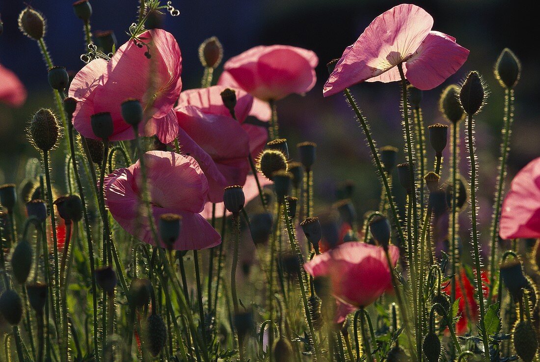 Rosafarbene Mohnblumen