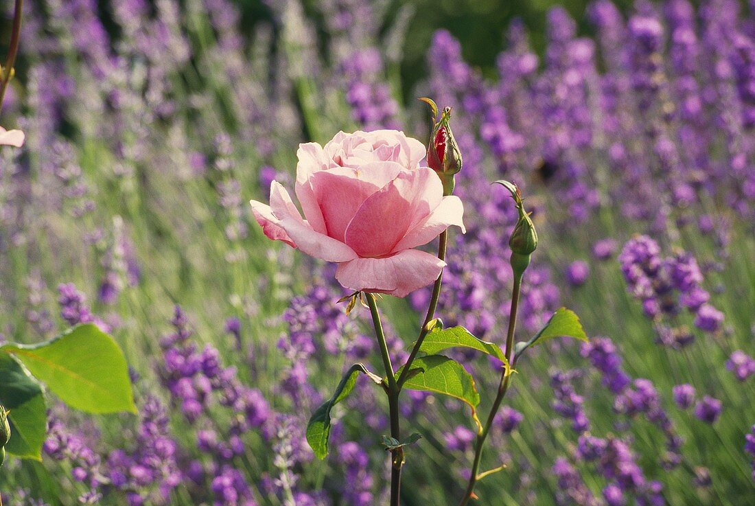Einzelne Rosenblüte vor Lavendelbeet