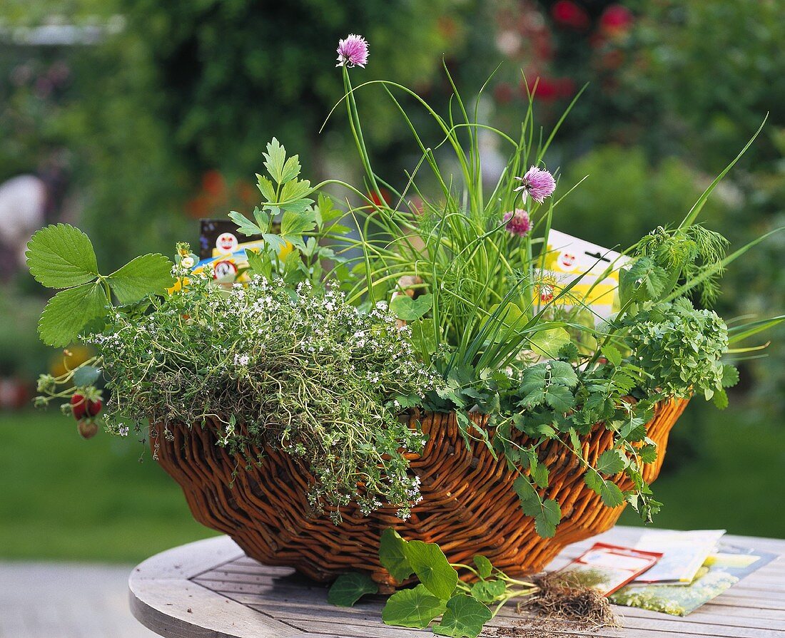 Herbs and strawberry plants in wicker basket with seed packets