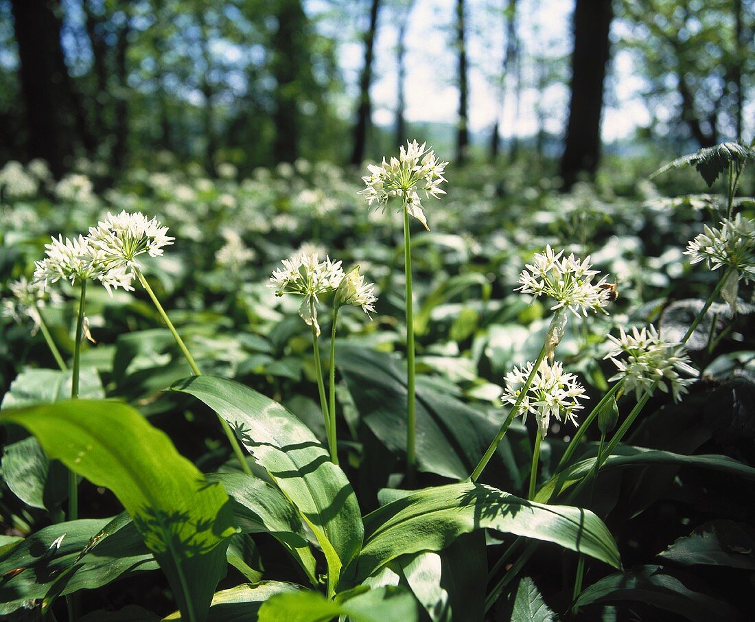 An expanse of ramsons (wild garlic) in a wood