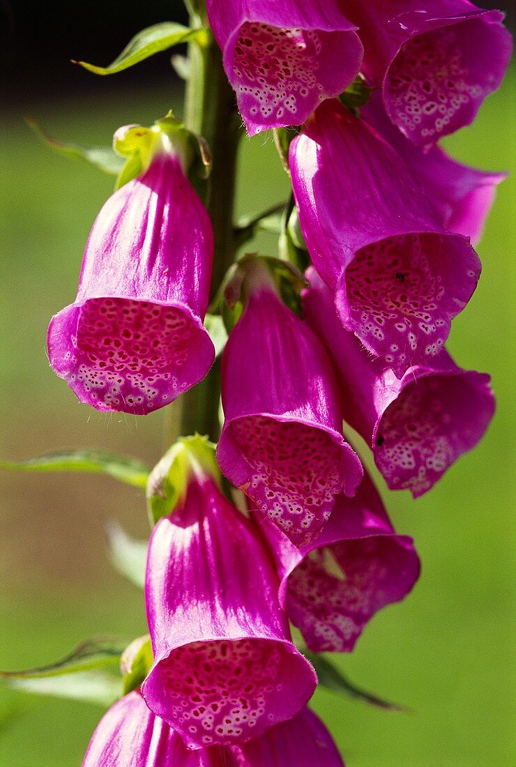 Purple foxglove flowers in close-up