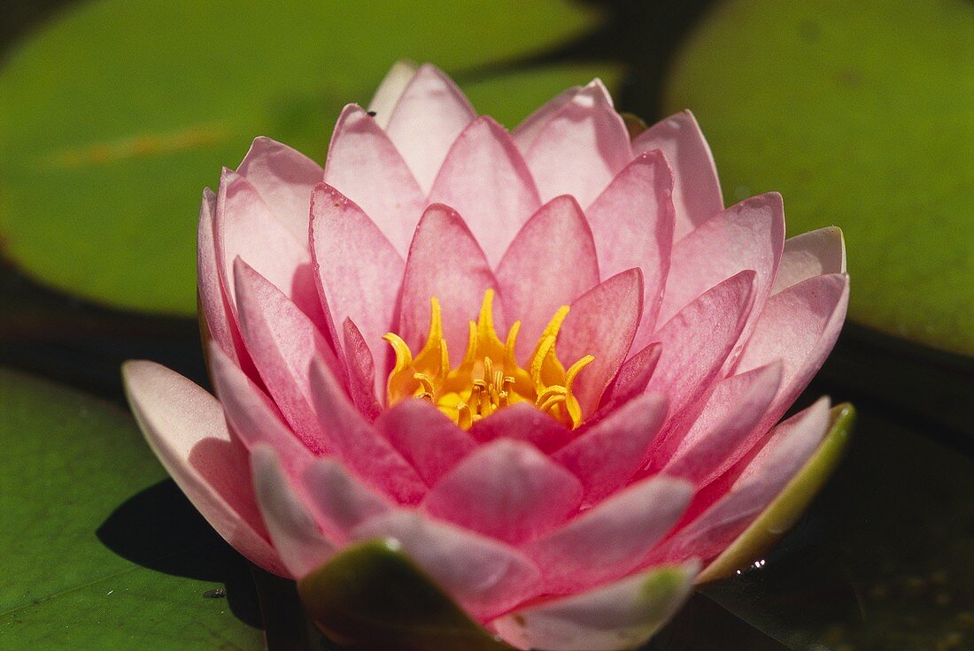 Pink water lily in close-up