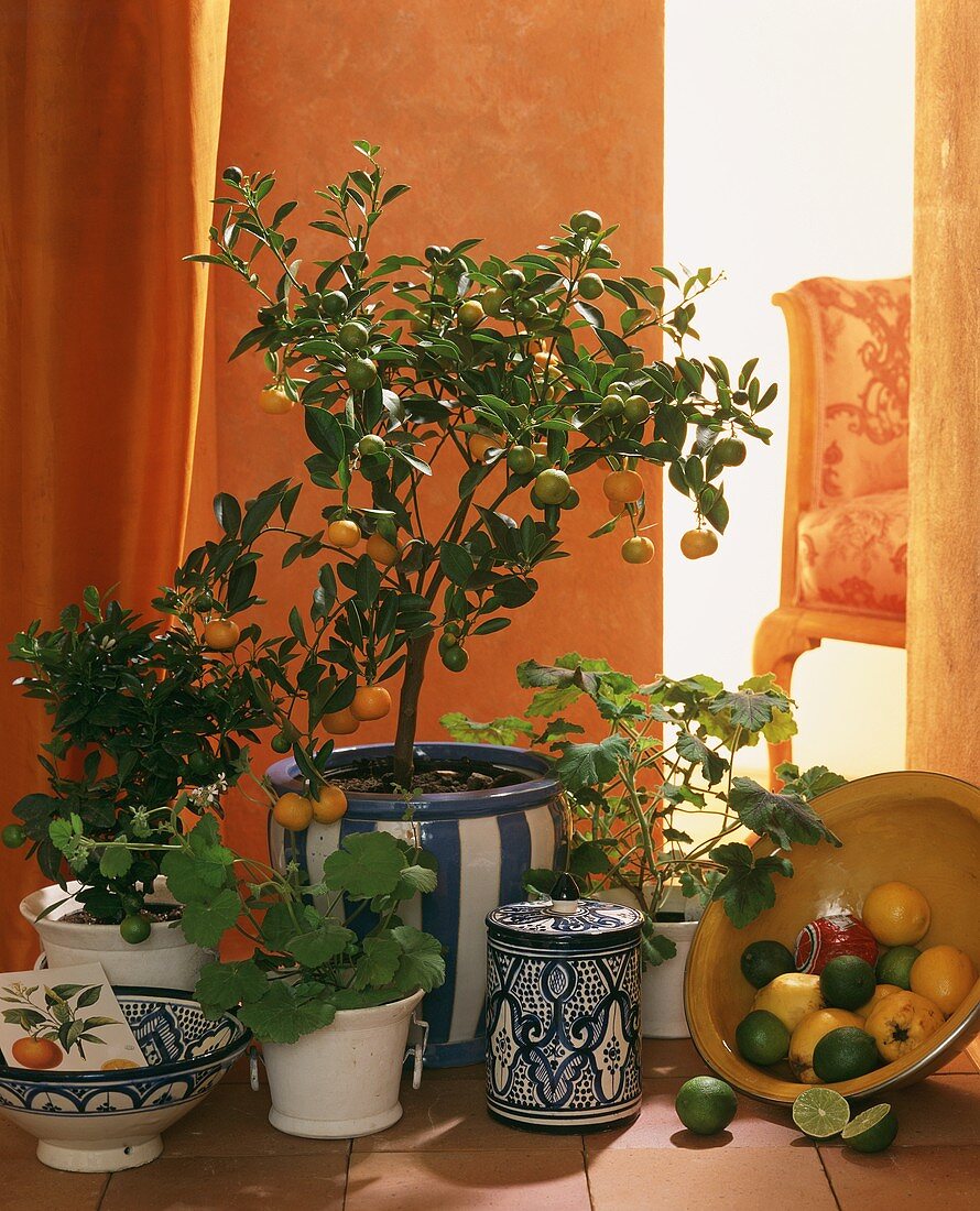 Orange tree with fruit in decorative pot