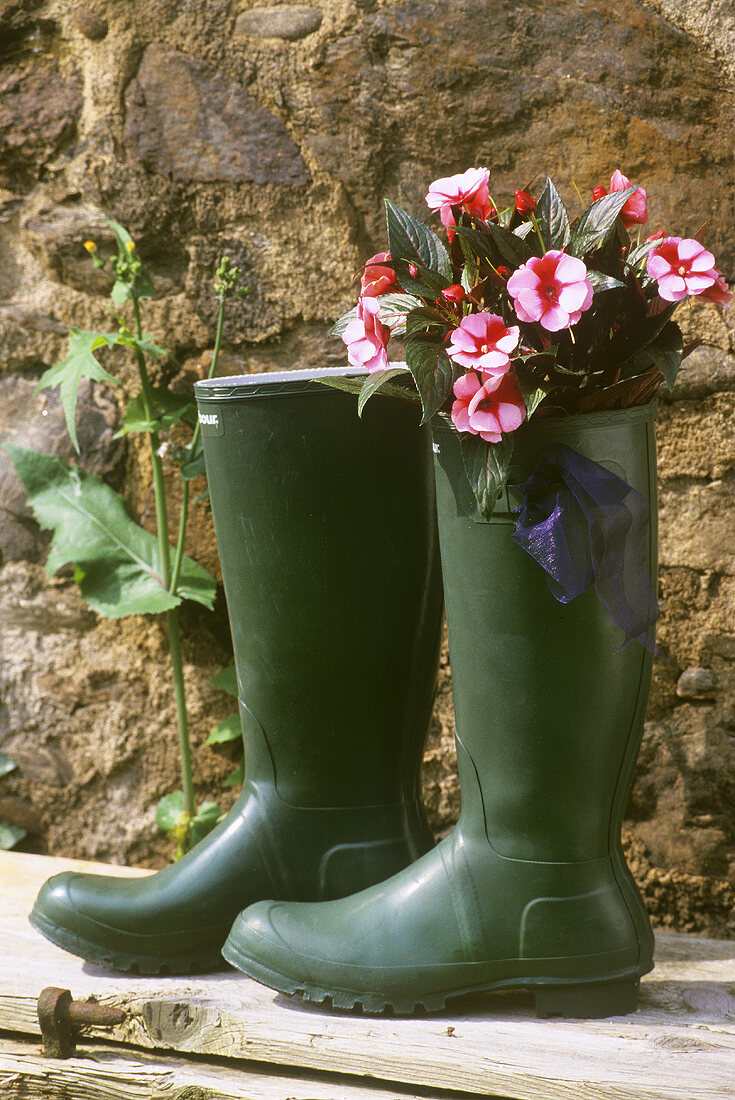 Still life with rubber boots and New Guinea hybrids 