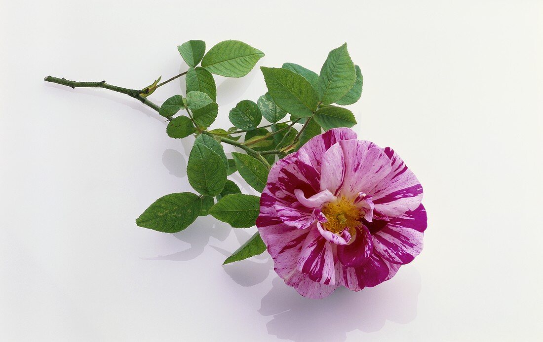 Old rose variety: Rosa mundi