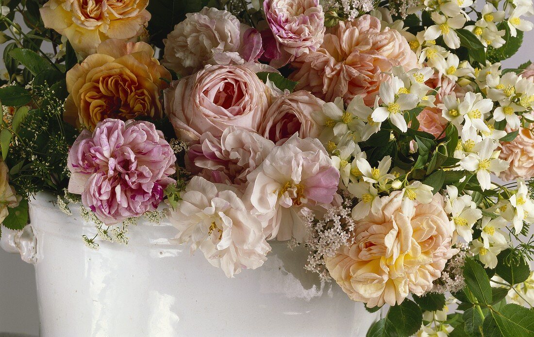 Gefüllt blühende Rosen und weiße Clematis