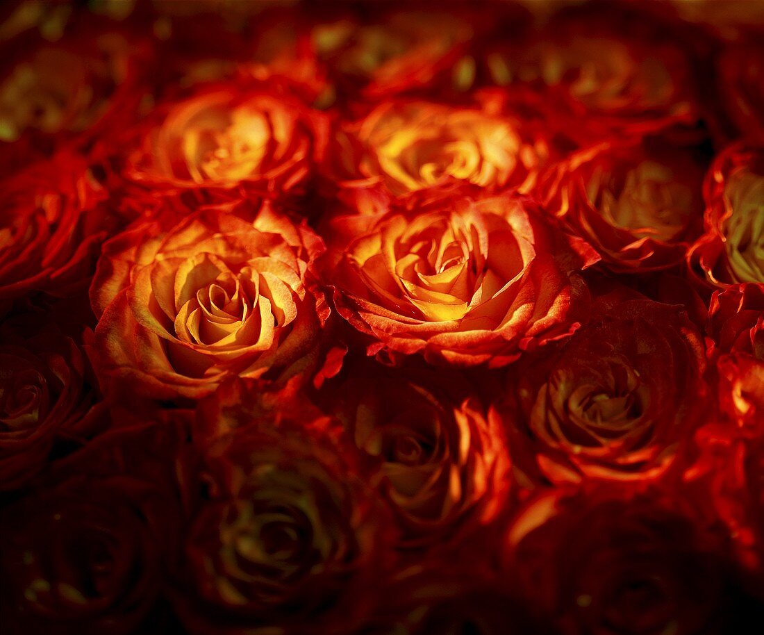 Blühende rote Rosen
