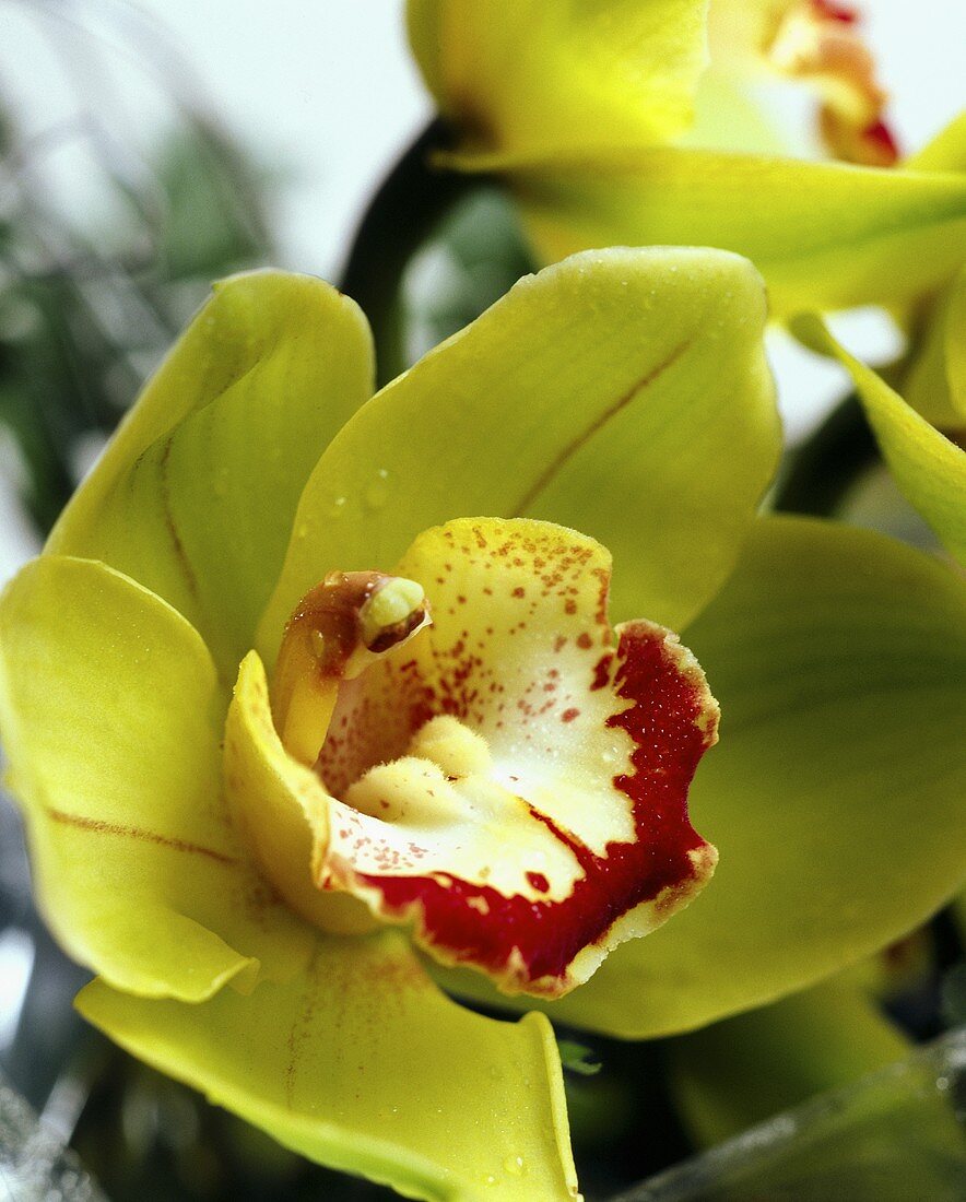 Eine gelbe Orchidee