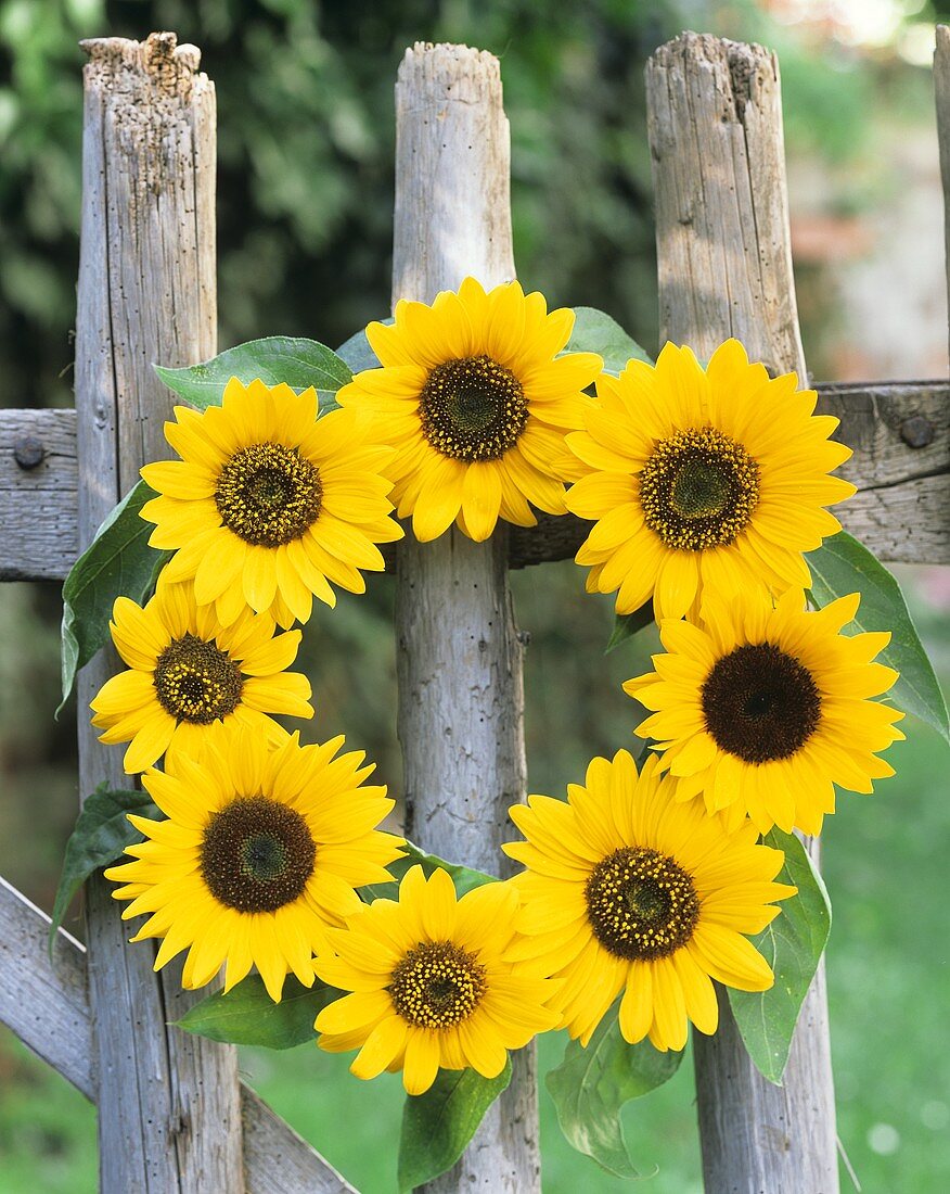 A wreath of sunflowers hanging on a fence