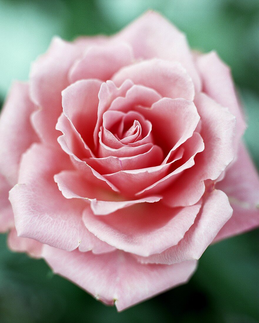 A rose (close-up)