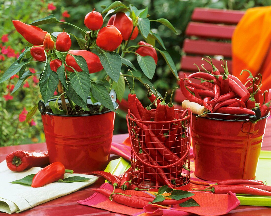 Peppers and chili peppers in red enamel buckets