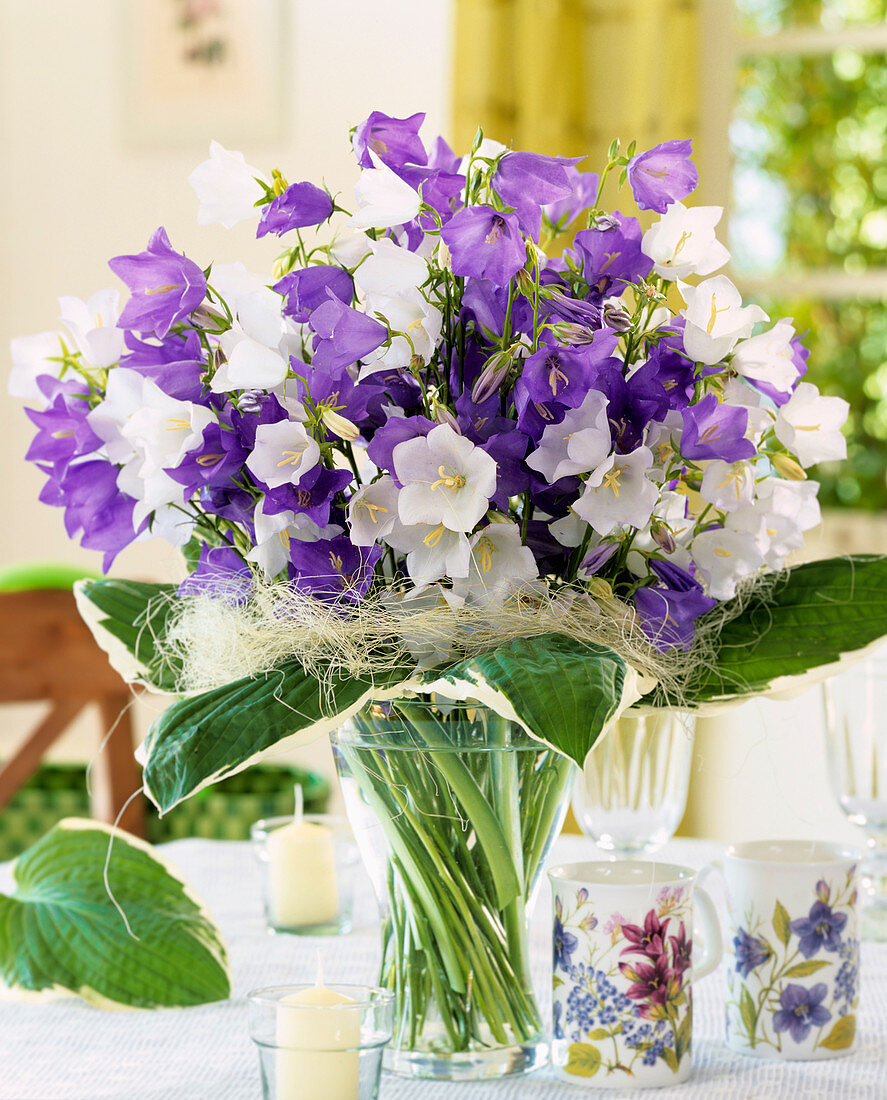 weiße und violette Glockenblumen