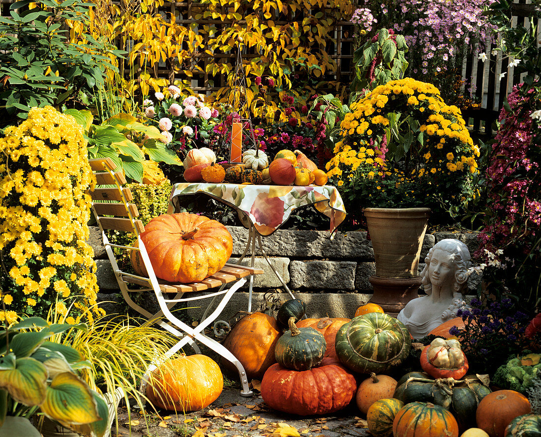 Herbststilleben mit diversen Kürbissen & Herbstchrysanthemen