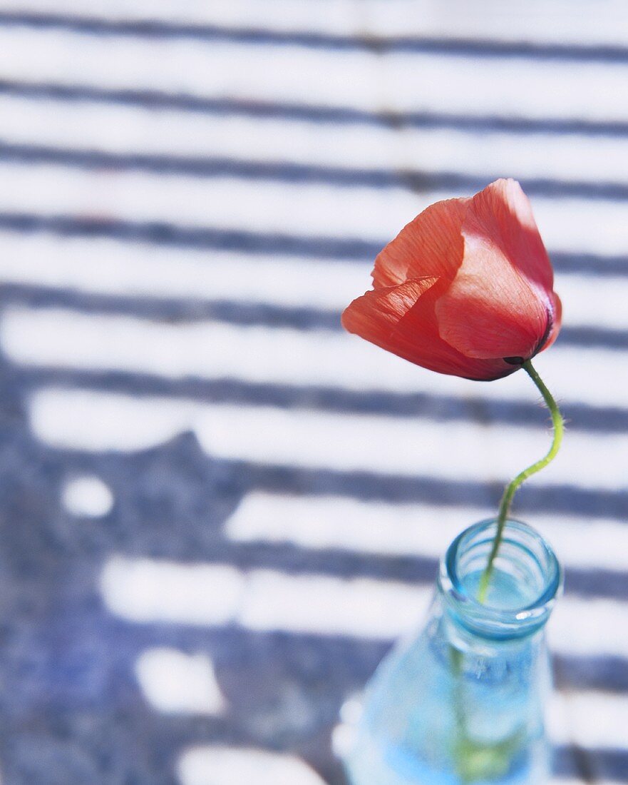 A poppy in a glass bottle