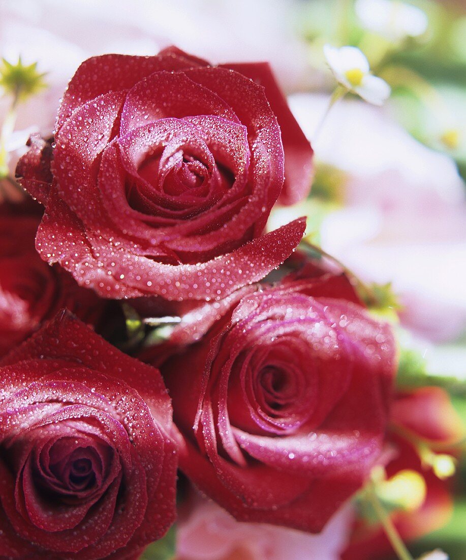 Drei feuchte, rote Rosen mit Erdbeerblüten