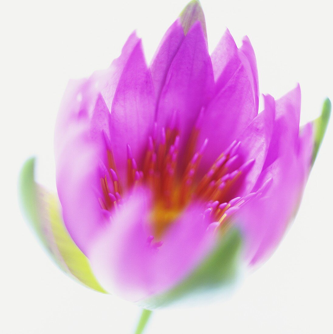 A water lily (close-up)