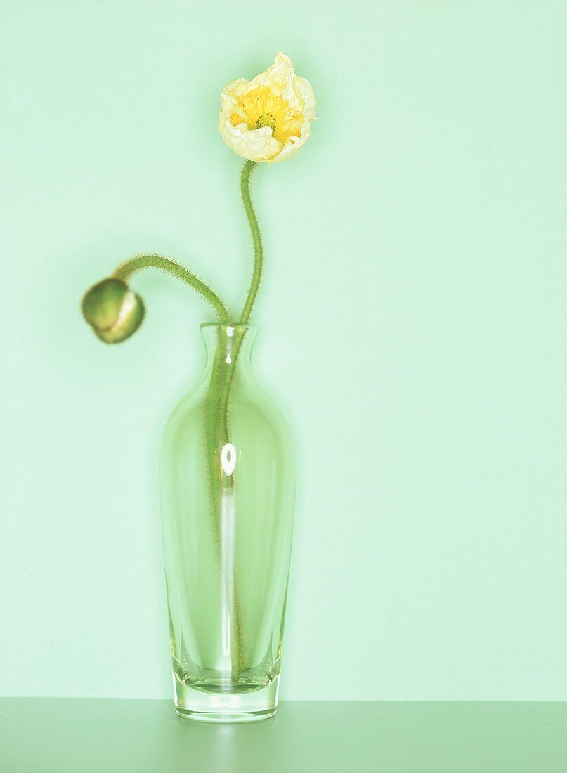 Iceland poppies (Papaver nudicaule) in green glass vase