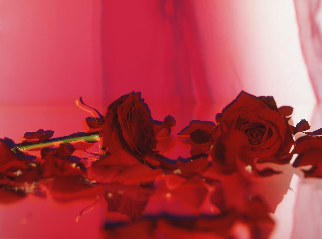 Roses against a red background