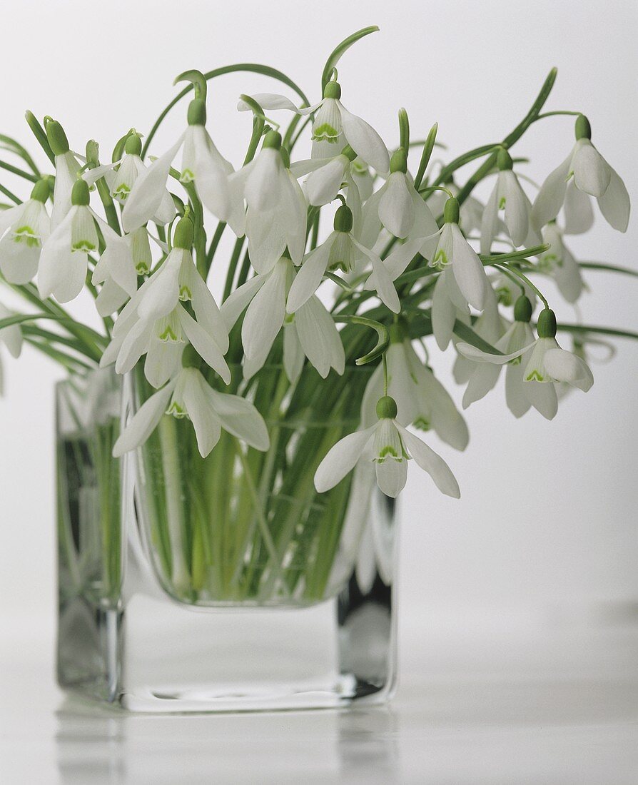 Snowdrops in glass