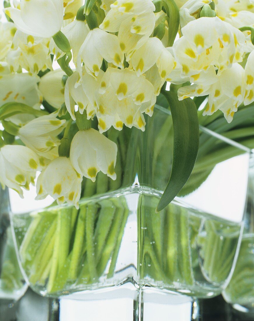 Several spring snowflakes in a glass vase