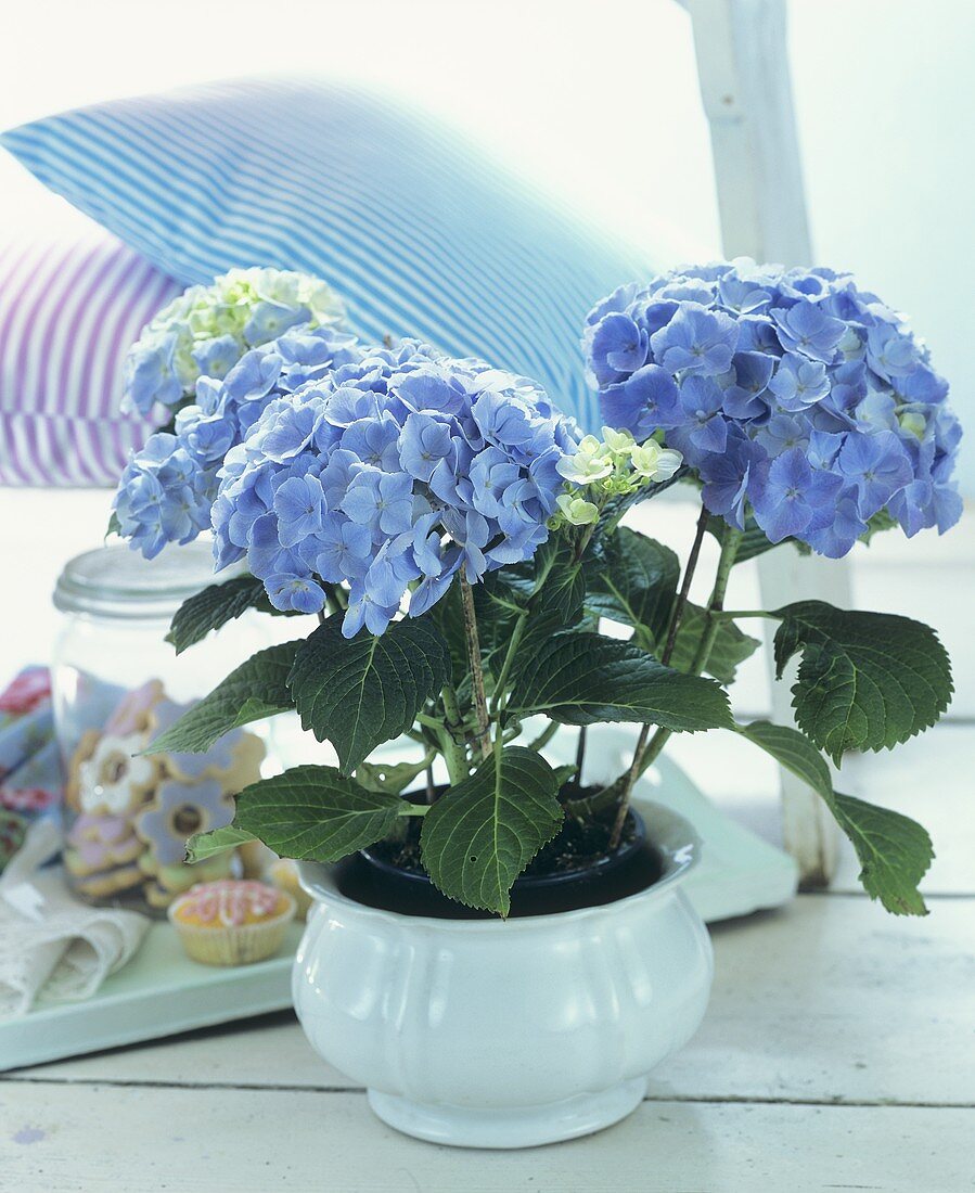 Blaue Hortensien in einem weissen Blumentopf