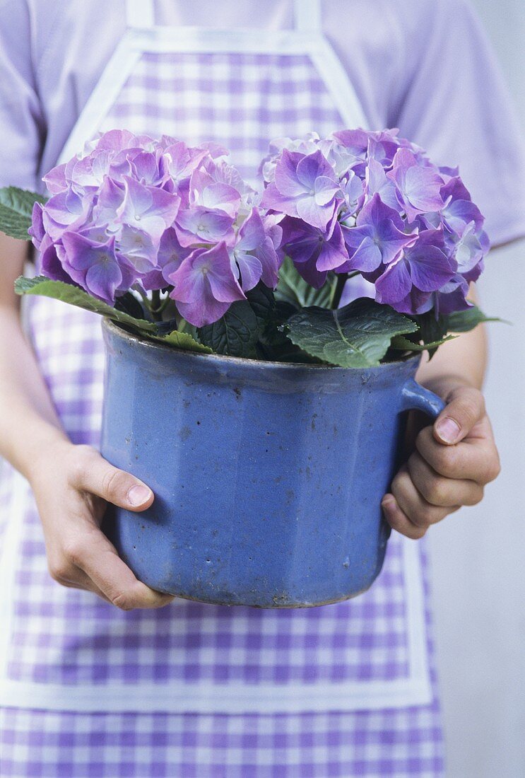 Frau hält Blumentopf mit violetten Hortensien