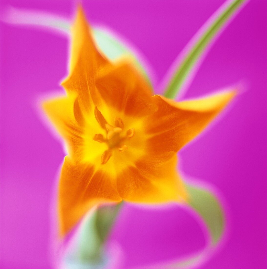 Eine orangefarbene Blume vor pinkem Hintergrund