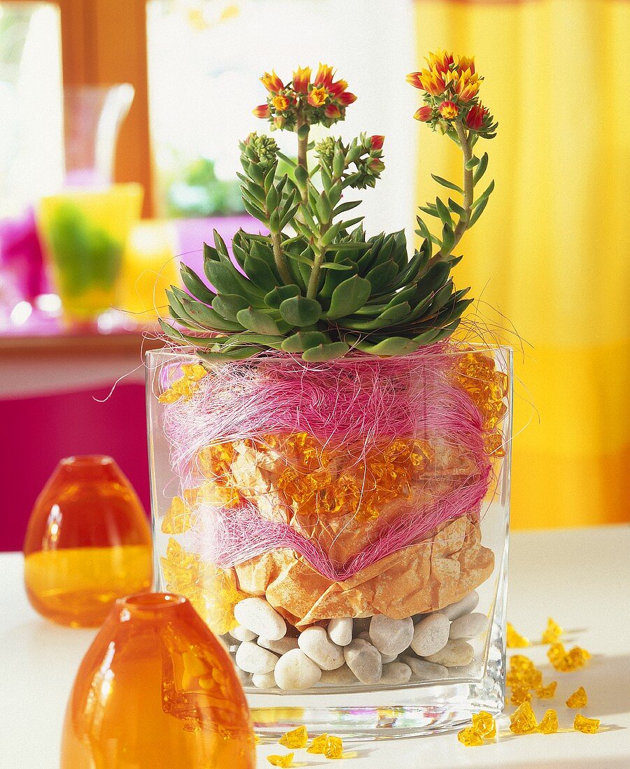 Echeveria in decorated glass container