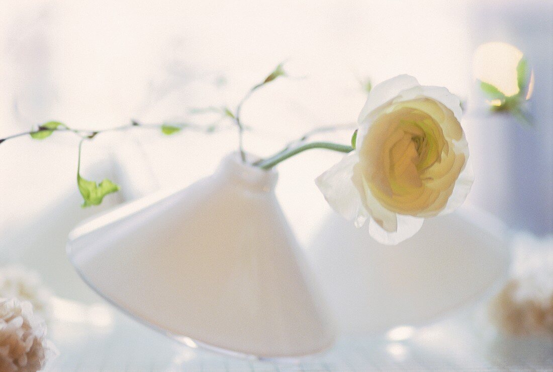 White ranunculus in white conical vase