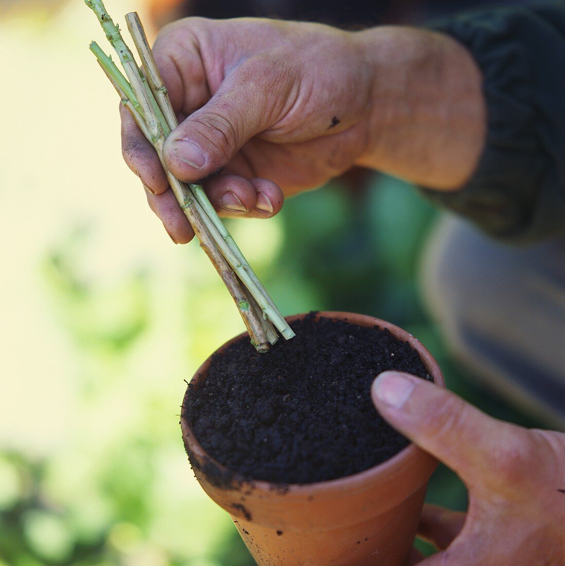 Planting cuttings into a terracotta pot of compost