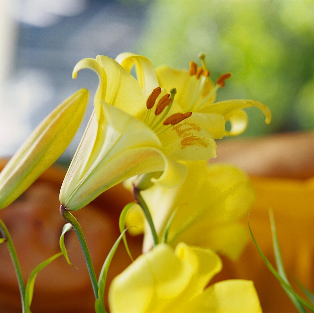 Yellow lilies in close-up