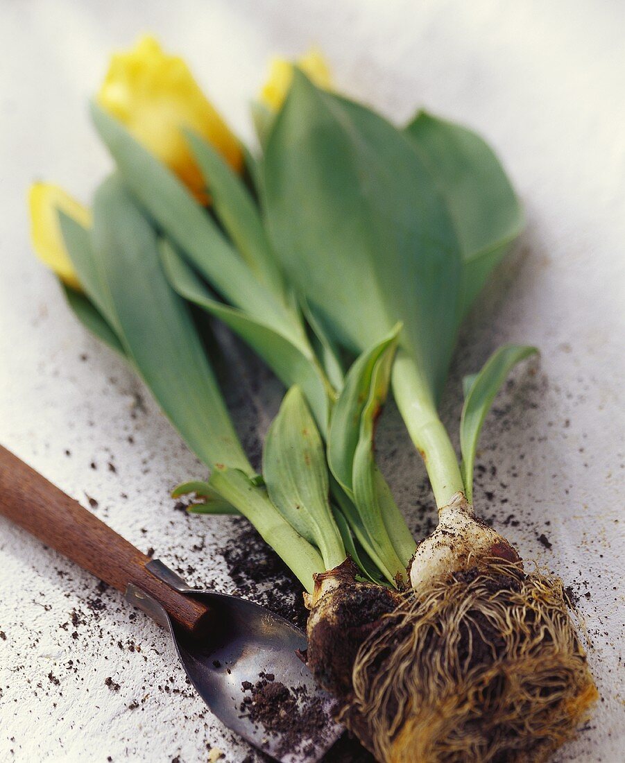 Gelbe Tulpen mit Zwiebel & Schaufel