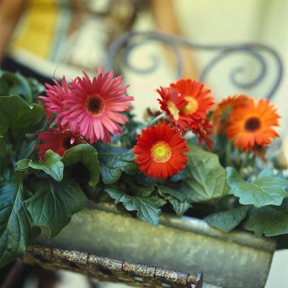 Gutter planted with gerberas