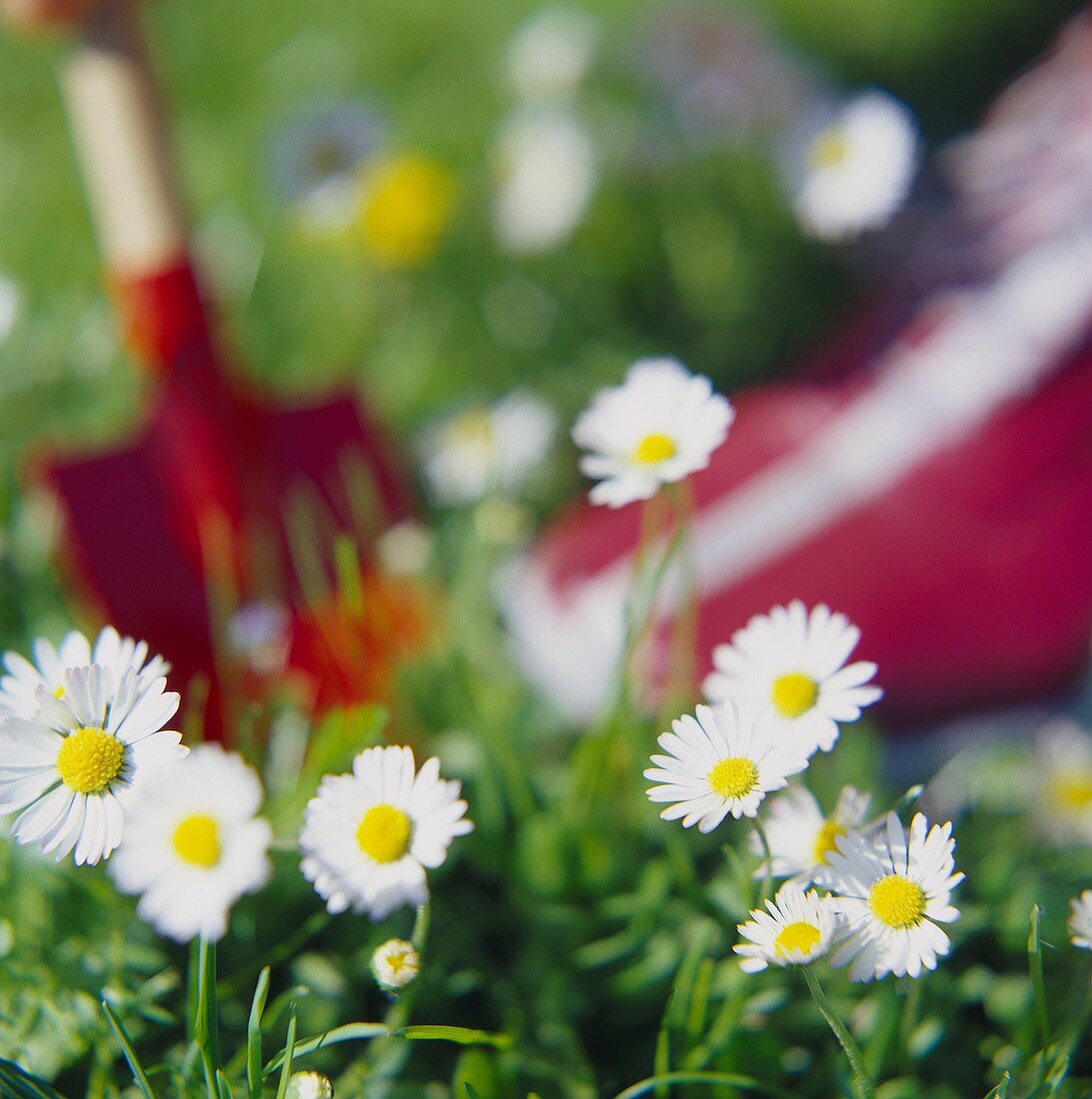 Daisies in meadow with trowel in background