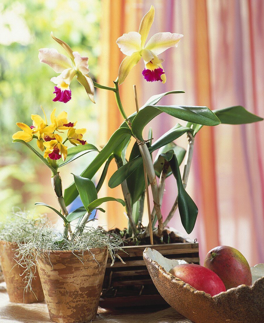 Orchids in window: Encyclia with Spanish moss and Cattleya