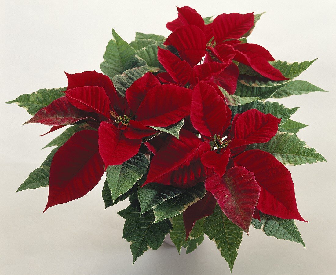 Poinsettia with brilliant red bracts
