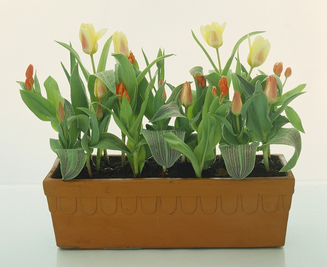 Large-flowered tulips and wild tulips in terracotta planter