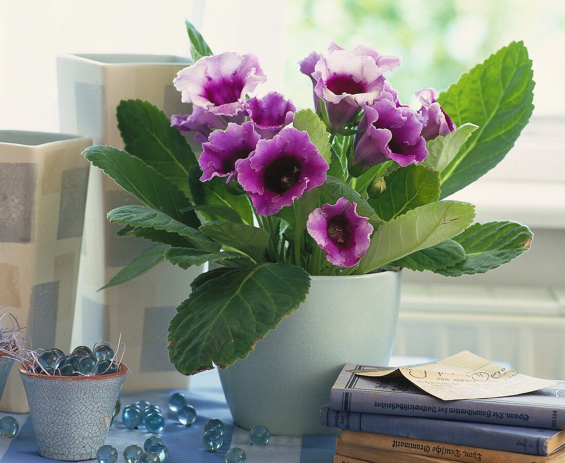 Gloxinie (tropische Zimmerpflanze mit violetten Blüten)