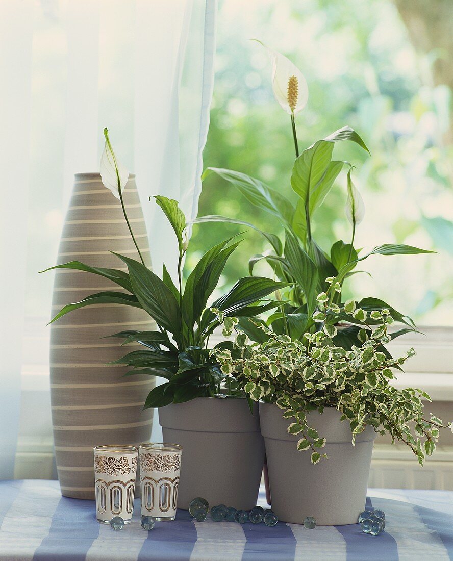 Spathiphyllum with variegated Ficus pumila