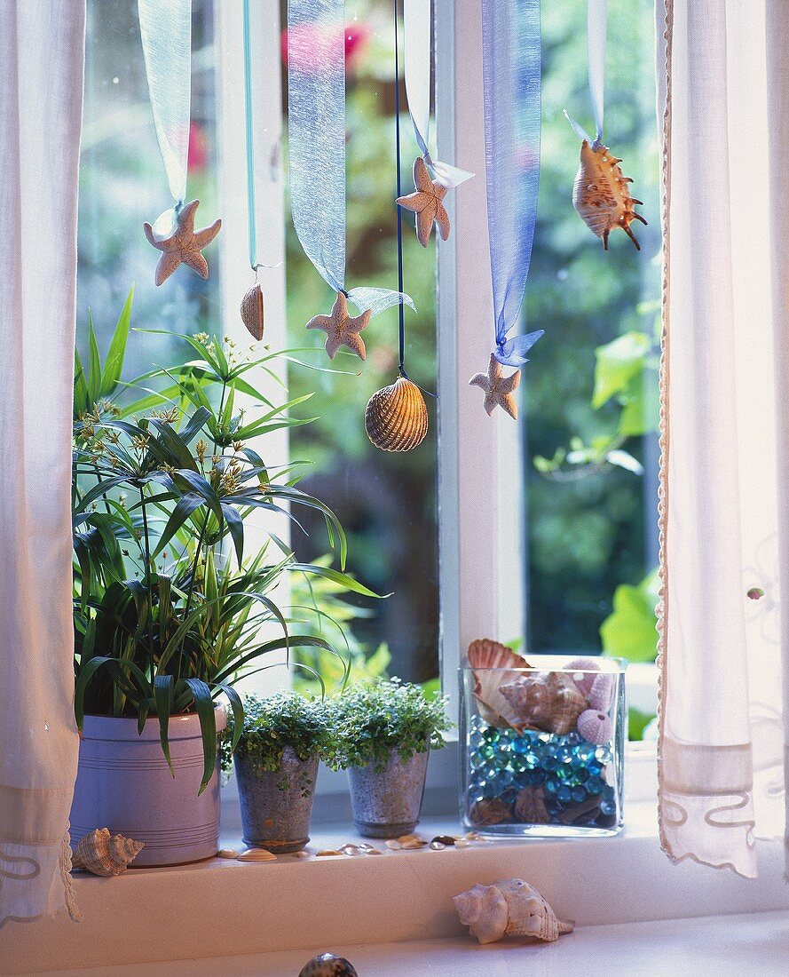 Umbrella plant & mind-your-own-business on window-sill