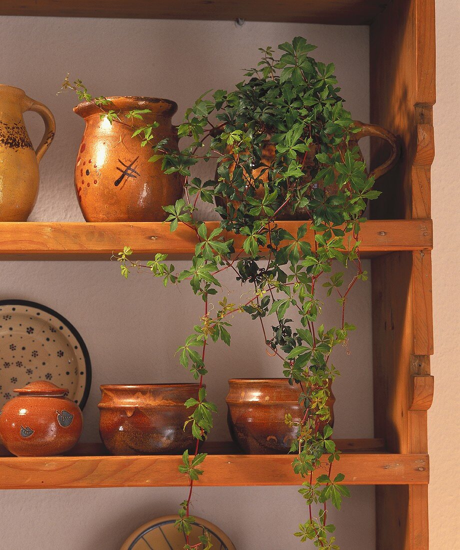 Kitchen shelf with jugs and bowls and a potted ivy