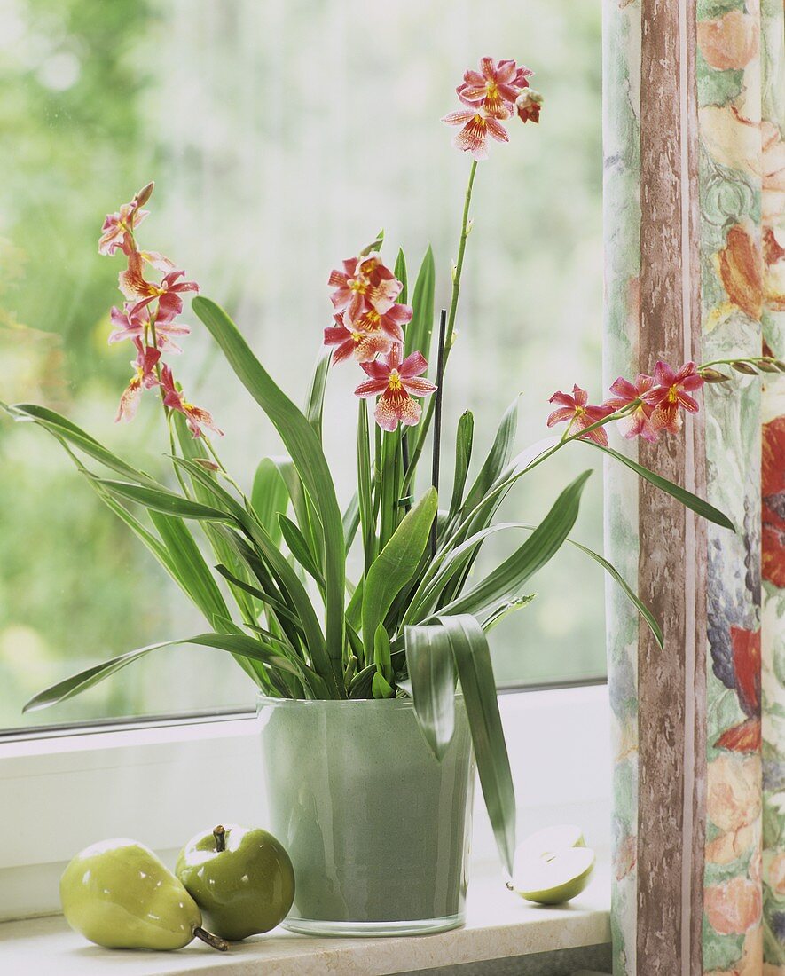 Flowering orchid (Odontoglossum) on window-sill)