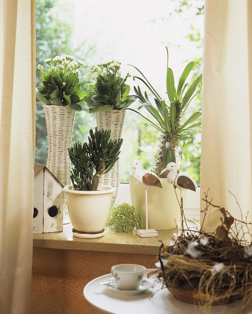 Plants for a sunny window, Madagascar palm, Kalanchoe etc.