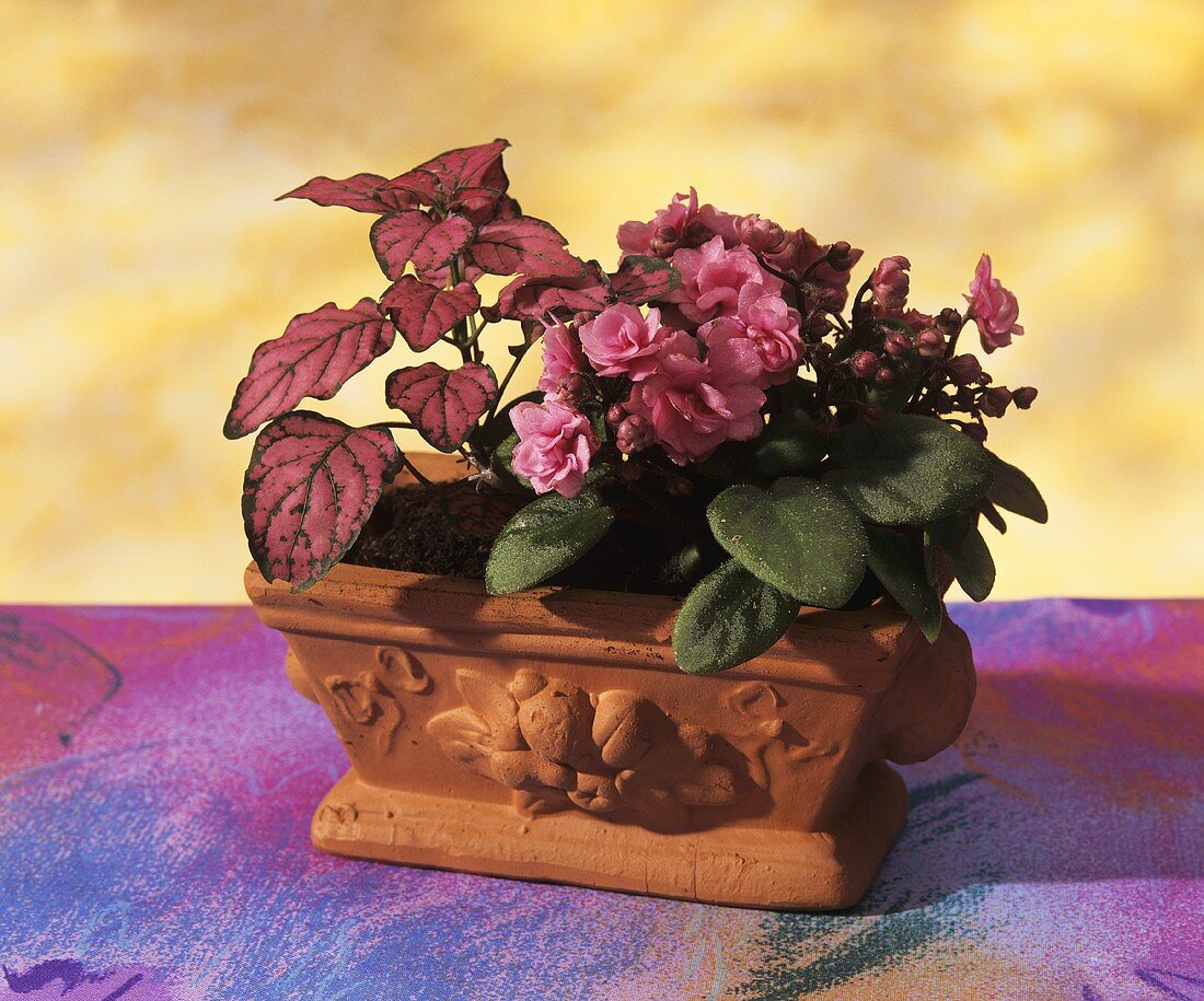 African violets with Coleus in a terracotta planter