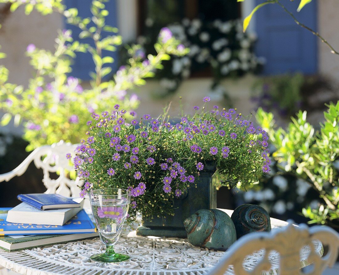 Blühendes Australisches Gänseblümchen auf einem Gartentisch