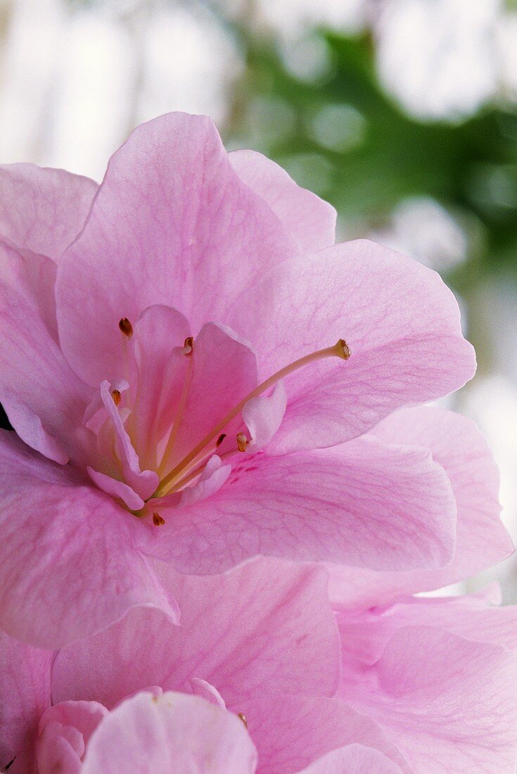 Pink flower of a potted azalea