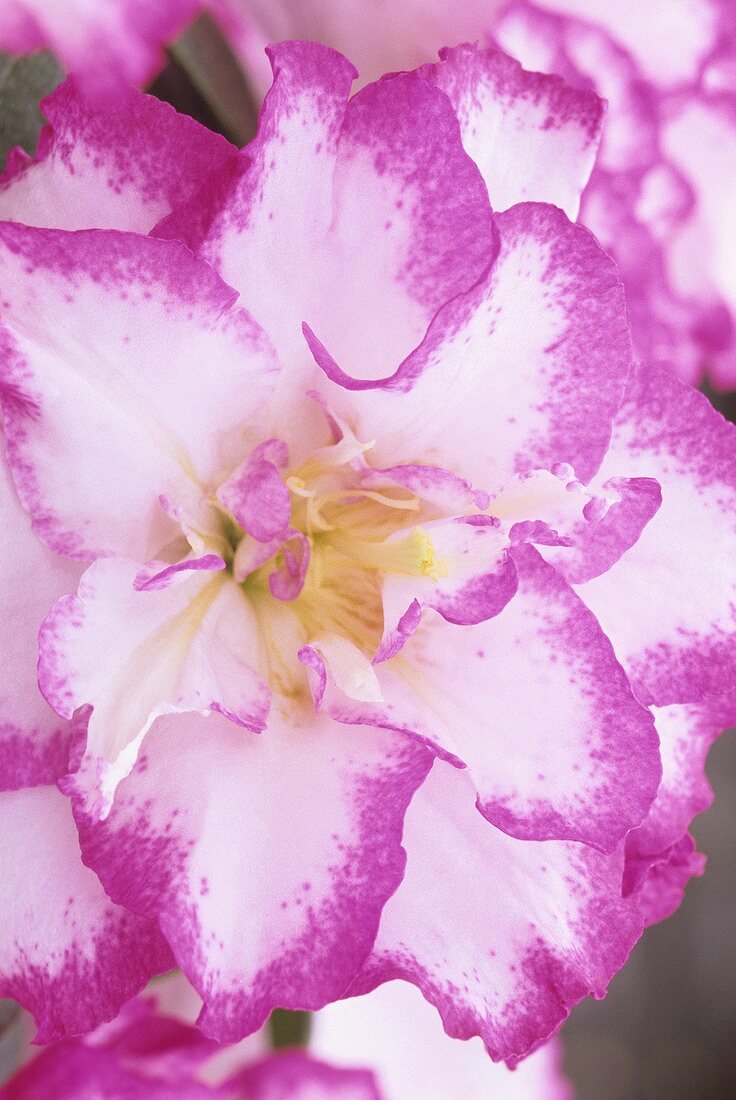 Azaleenblüte, weiss mit rosa Rand