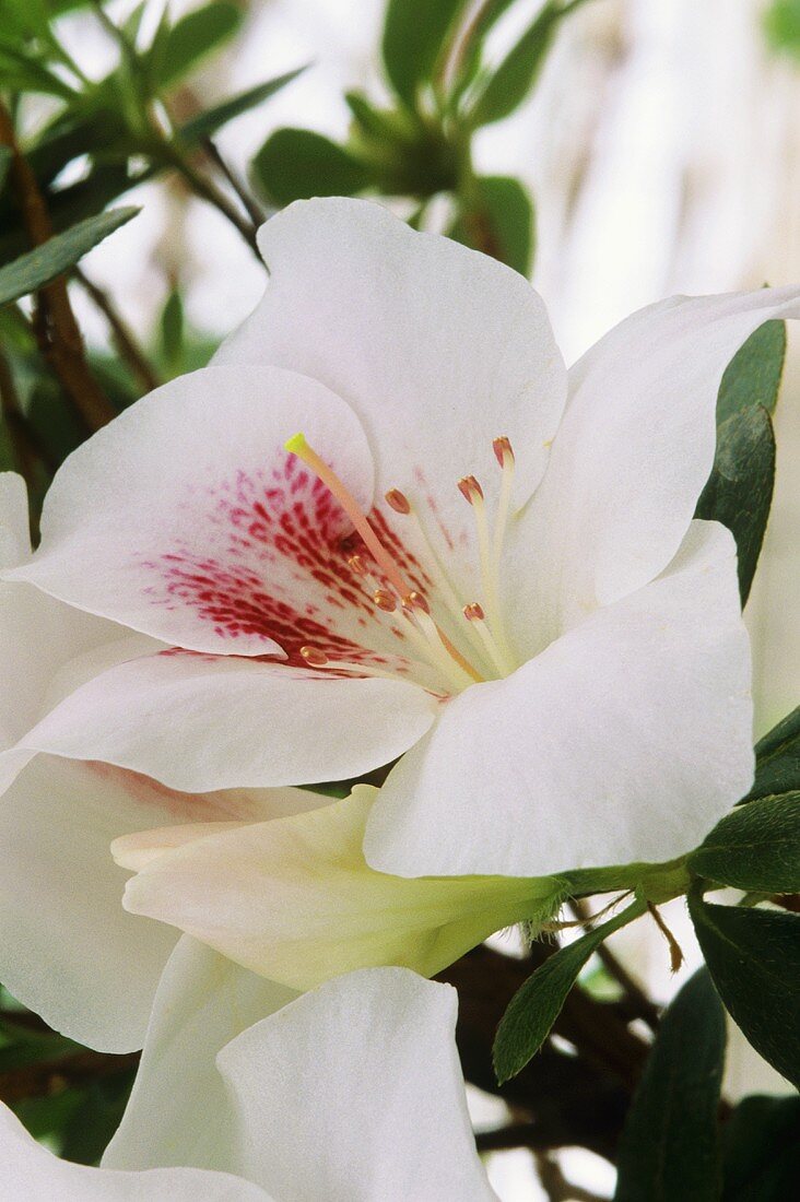 weiße Azaleenblüte mit fuchsiafarbener Mitte