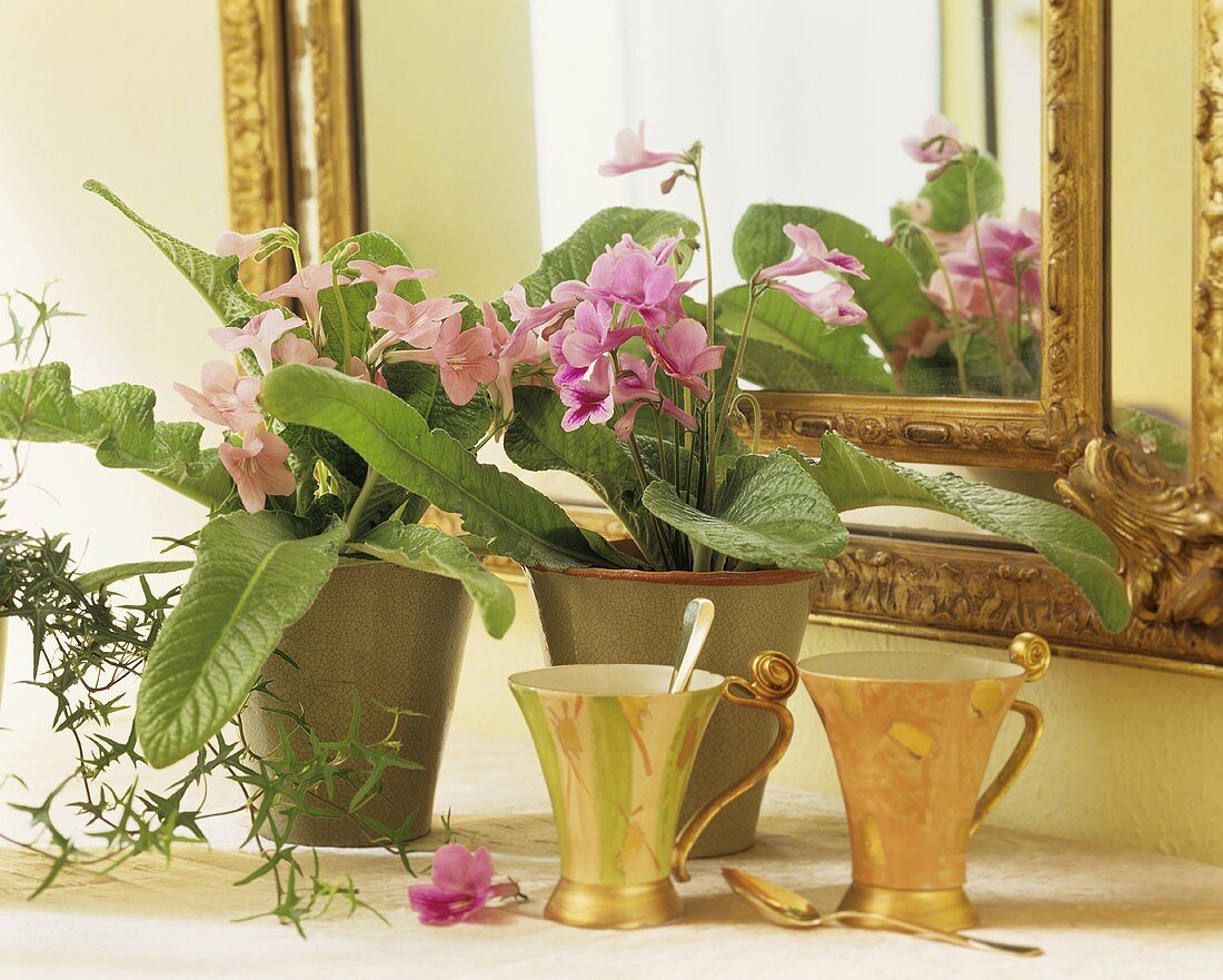 Pink-flowered Cape primrose in front of a mirror