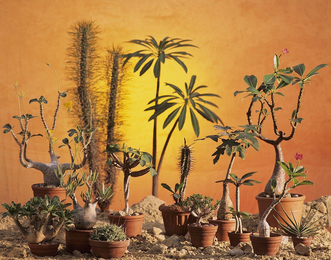 Still life: sunrise in desert with succulents